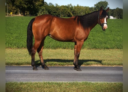 Caballo cuarto de milla, Yegua, 6 años, Castaño rojizo