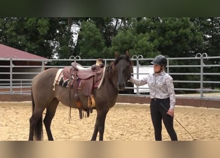 Caballo cuarto de milla, Yegua, 6 años, Grullo