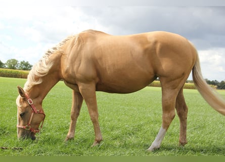Caballo cuarto de milla, Yegua, 7 años, 152 cm, Palomino