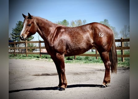 Caballo cuarto de milla, Yegua, 7 años, 157 cm, Ruano alazán