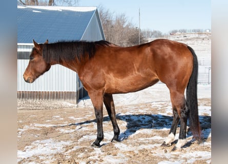Caballo cuarto de milla, Yegua, 7 años, 160 cm, Castaño rojizo