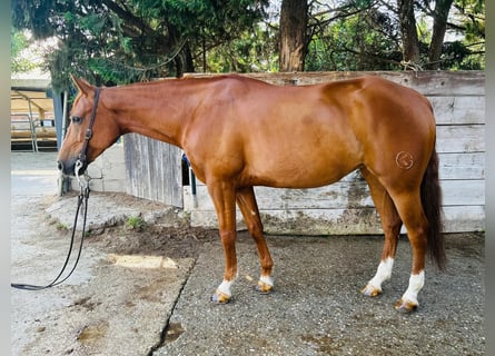 Caballo cuarto de milla, Yegua, 7 años, Alazán