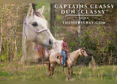 Caballo cuarto de milla, Yegua, 7 años, Bayo