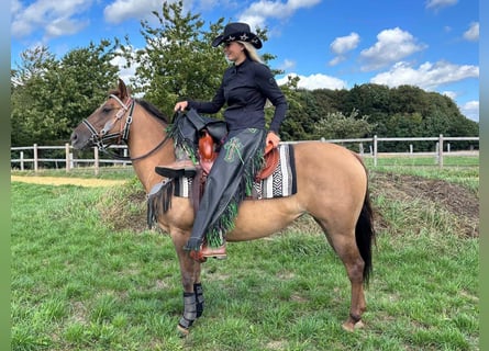 Caballo cuarto de milla, Yegua, 8 años, 145 cm, Castaño claro