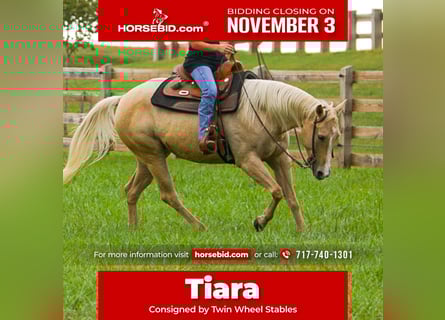 Caballo cuarto de milla, Yegua, 8 años, 147 cm, Palomino