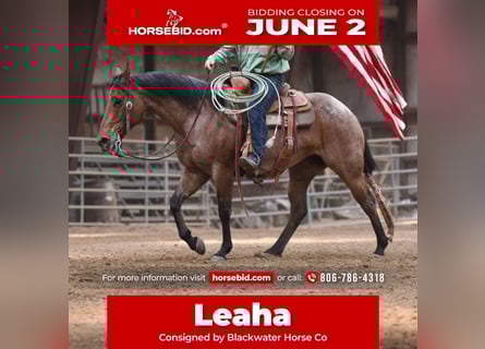 Caballo cuarto de milla, Yegua, 8 años, 152 cm, Castaño-ruano