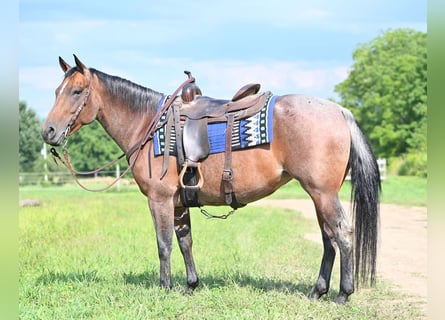 Caballo cuarto de milla, Yegua, 8 años, 155 cm, Castaño-ruano