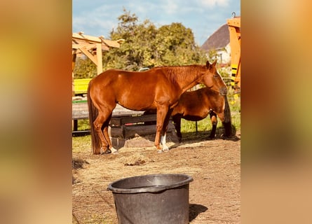 Caballo cuarto de milla, Yegua, 8 años, 156 cm, Alazán