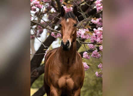 Caballo cuarto de milla, Yegua, 8 años, 160 cm, Castaño