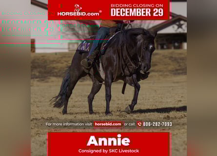 Caballo cuarto de milla, Yegua, 8 años, Ruano azulado