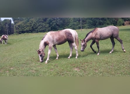 Caballo cuarto de milla, Yegua, 9 años, 142 cm, Tordo