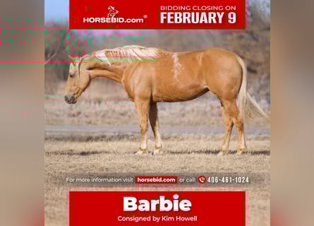 Caballo cuarto de milla, Yegua, 9 años, 150 cm, Palomino