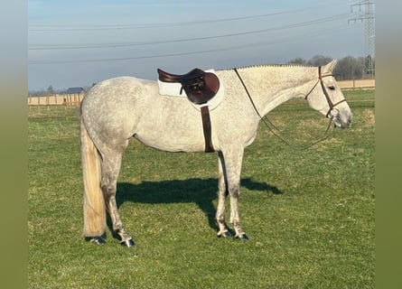 Caballo cuarto de milla, Yegua, 9 años, Tordo