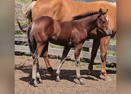 Caballo cuarto de milla, Yegua, Potro (05/2025), 142 cm, Castaño rojizo