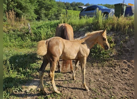 Caballo cuarto de milla, Yegua, Potro (06/2024), 148 cm, Palomino