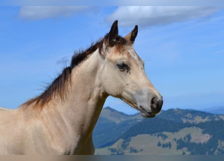 Caballo cuarto de milla, Yegua, Potro (05/2026), 150 cm, Buckskin/Bayo