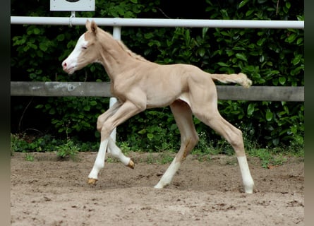 Caballo cuarto de milla, Yegua, Potro (05/2026), 150 cm, Palomino
