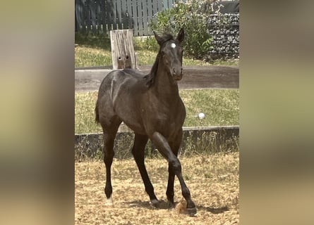 Caballo cuarto de milla, Yegua, , 150 cm, Ruano azulado