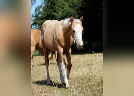 Caballo cuarto de milla, Yegua, Potro (04/2025), 151 cm, Palomino