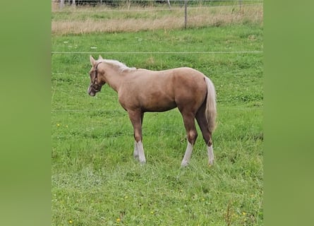 Caballo cuarto de milla, Yegua, Potro (03/2025), 152 cm, Palomino