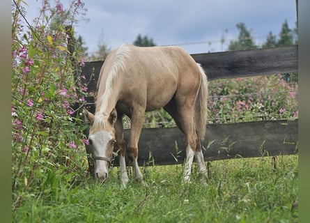 Caballo cuarto de milla, Yegua, Potro (03/2025), 152 cm, Palomino