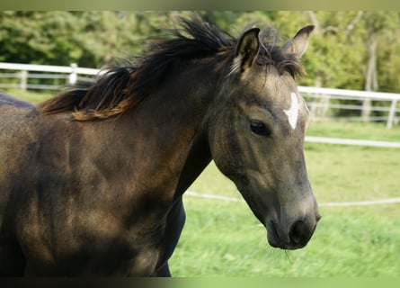Caballo cuarto de milla, Yegua, Potro (04/2023), 153 cm, Buckskin/Bayo