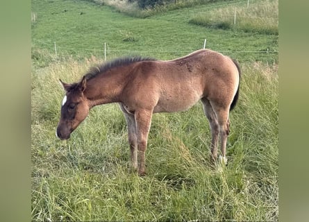 Caballo cuarto de milla, Yegua, Potro (04/2026), 155 cm, Tordo