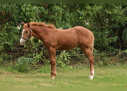 Caballo cuarto de milla, Yegua, Potro (05/2026), Alazán-tostado