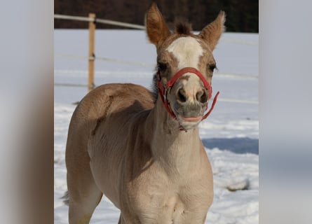 Caballo cuarto de milla, Yegua, Potro (01/2026), Buckskin/Bayo