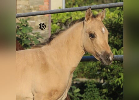 Caballo cuarto de milla, Yegua, Potro (05/2026), Buckskin/Bayo