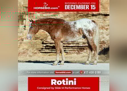 Caballo ""Curly"" Mestizo, Caballo castrado, 10 años, 163 cm, Alazán rojizo