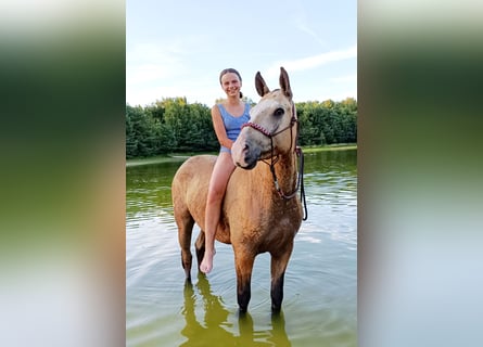 Caballo ""Curly"", Caballo castrado, 3 años, 152 cm, Bayo