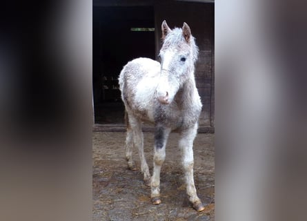 Caballo ""Curly"" Mestizo, Semental, 1 año, 148 cm, Musgo