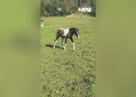 Caballo ""Curly"", Semental, 1 año, 160 cm, Tobiano-todas las-capas