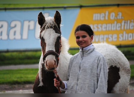 Caballo ""Curly"", Yegua, 1 año, 155 cm