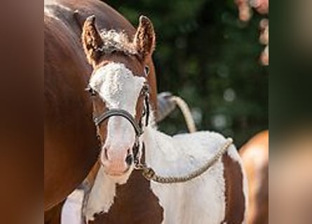 Caballo ""Curly"", Yegua, 1 año, 155 cm, Tovero-todas las-capas