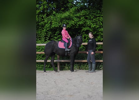 Caballo ""Curly"", Yegua, 6 años, 147 cm, Negro