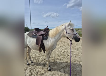 Caballo ""Curly"" Mestizo, Yegua, 6 años, 148 cm, Pío
