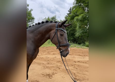 Caballo de deporte alemán, Caballo castrado, 10 años, 165 cm, Castaño oscuro