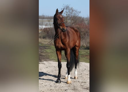 Caballo de deporte alemán, Caballo castrado, 10 años, 168 cm, Castaño