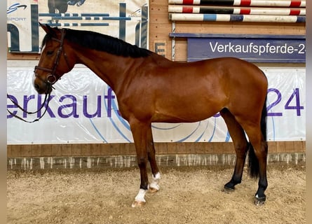 Caballo de deporte alemán, Caballo castrado, 10 años, 169 cm, Castaño