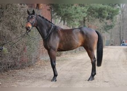 Caballo de deporte alemán, Caballo castrado, 10 años, 172 cm, Castaño