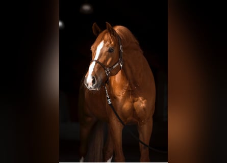 Caballo de deporte alemán, Caballo castrado, 10 años, 174 cm, Alazán