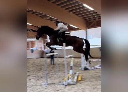 Caballo de deporte alemán, Caballo castrado, 10 años, 175 cm, Castaño