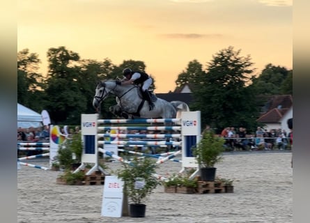 Caballo de deporte alemán, Caballo castrado, 10 años, 176 cm, Tordo