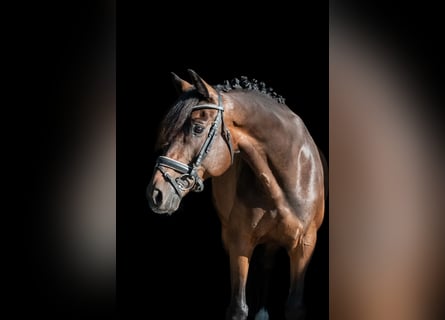 Caballo de deporte alemán, Caballo castrado, 11 años, 166 cm, Castaño