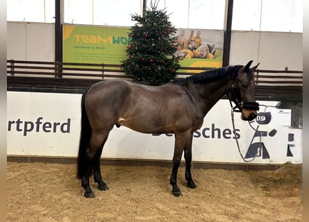 Caballo de deporte alemán, Caballo castrado, 11 años, 167 cm, Castaño