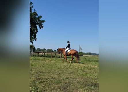 Caballo de deporte alemán, Caballo castrado, 11 años, 168 cm, Alazán