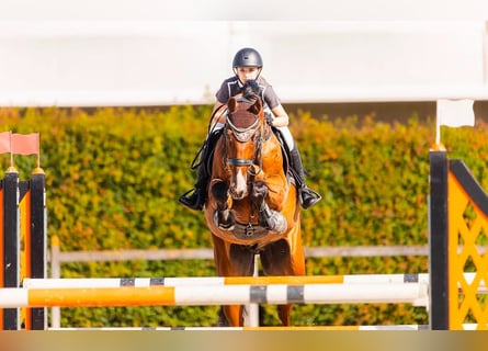 Caballo de deporte alemán, Caballo castrado, 11 años, 170 cm, Castaño