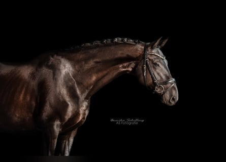 Caballo de deporte alemán, Caballo castrado, 11 años, 170 cm, Negro